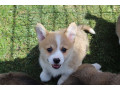 velski-korgi-pembrok-small-4