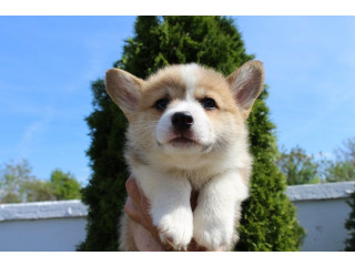 Velški korgi - Pembrok