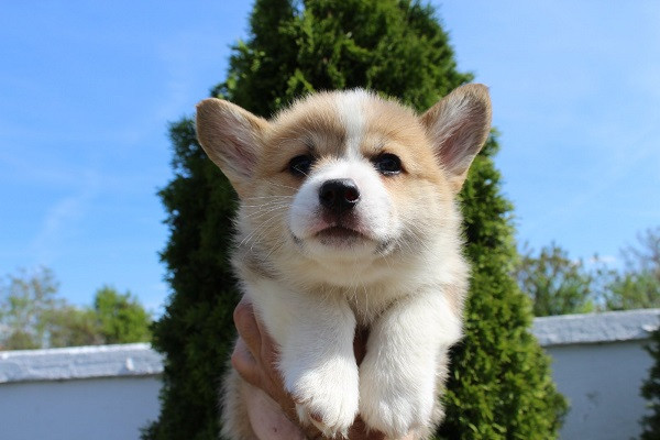 velski-korgi-pembrok-big-0