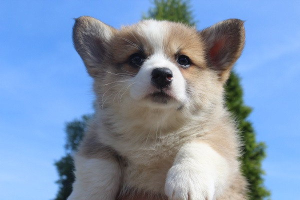 velski-korgi-pembrok-big-2