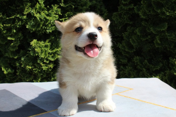 velski-korgi-pembrok-big-3