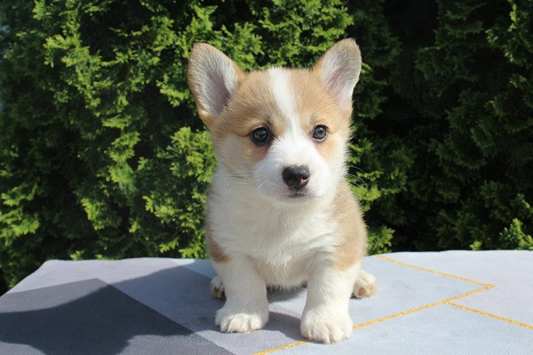 velski-korgi-pembrok-big-1