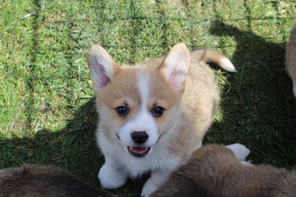 velski-korgi-pembrok-big-4