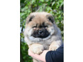chow-chow-cau-cau-cau-cau-small-1