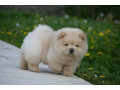 chow-chow-cau-cau-cau-cau-small-4