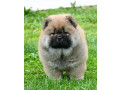 chow-chow-cau-cau-cau-cau-small-2