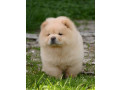 chow-chow-cau-cau-cau-cau-small-3