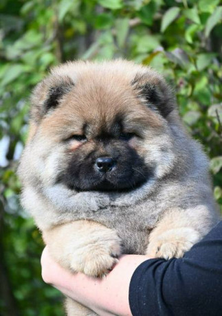 chow-chow-cau-cau-cau-cau-big-1