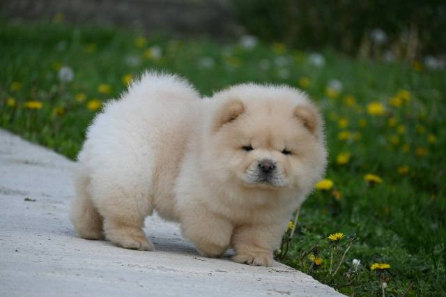 chow-chow-cau-cau-cau-cau-big-4