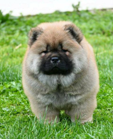 chow-chow-cau-cau-cau-cau-big-2