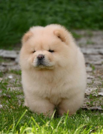 chow-chow-cau-cau-cau-cau-big-3