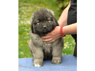 Kavkaski ovčar štenci