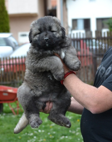 kavkaski-ovcar-stenci-big-2