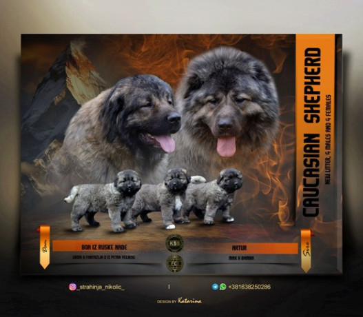 kavkaski-ovcar-stenci-big-4