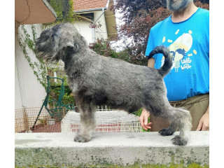 Štenci patuljastih šnaucera vrhunskih krvnih linija