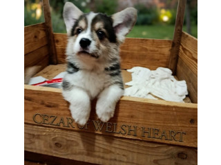 Korgi štenci na prodaju