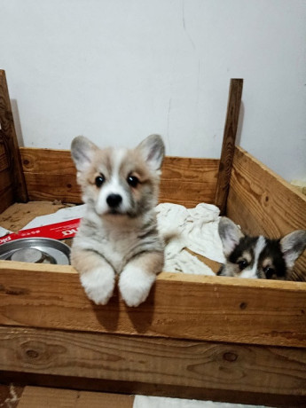 korgi-stenci-na-prodaju-big-3