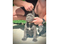 cane-corso-stenci-small-4