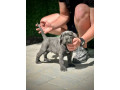 cane-corso-stenci-small-3
