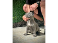 cane-corso-stenci-small-1