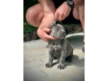 cane-corso-stenci-small-2