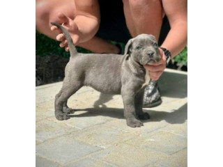 Cane Corso štenci