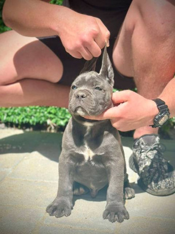 cane-corso-stenci-big-4
