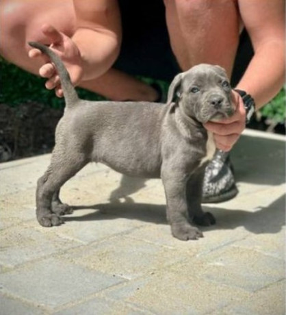cane-corso-stenci-big-0