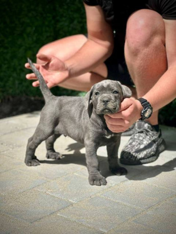 cane-corso-stenci-big-3