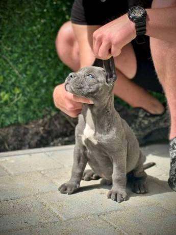 cane-corso-stenci-big-1