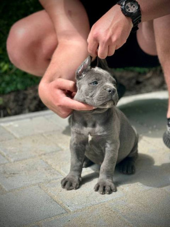 cane-corso-stenci-big-2
