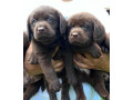 labrador-retriver-stenci-cokoladni-small-1