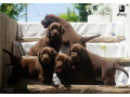 labrador-retriver-stenci-cokoladni-small-3