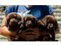labrador-retriver-stenci-cokoladni-small-0