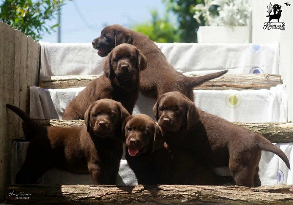 labrador-retriver-stenci-cokoladni-big-3