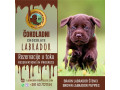 braon-labrador-stenci-small-0