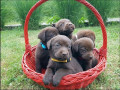 braon-labrador-stenci-small-1