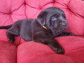 braon-labrador-stenci-small-3