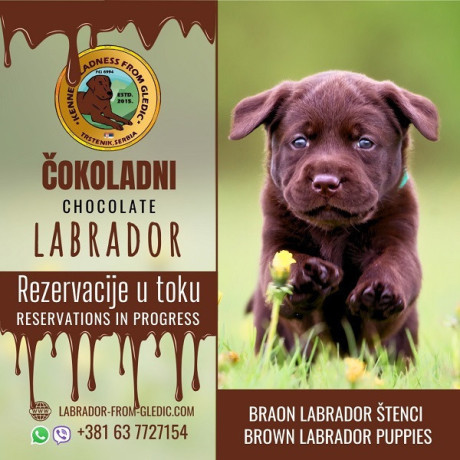 braon-labrador-stenci-big-0