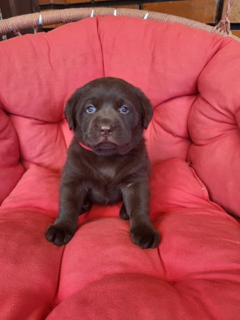 braon-labrador-stenci-big-4