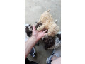 lagotto-romagnolo-stenci-small-4