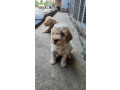 lagotto-romagnolo-stenci-small-2