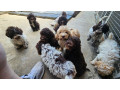 lagotto-romagnolo-stenci-small-0