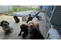lagotto-romagnolo-stenci-small-1
