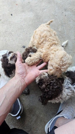 lagotto-romagnolo-stenci-big-4