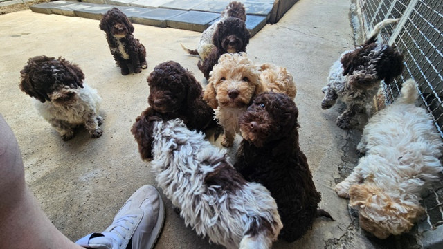 lagotto-romagnolo-stenci-big-0