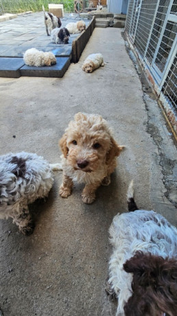 lagotto-romagnolo-stenci-big-3