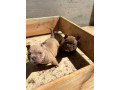 american-bully-exzotik-mikro-stenci-small-4