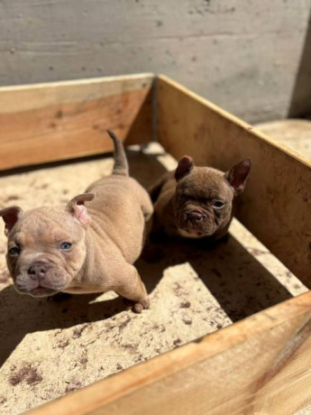 american-bully-exzotik-mikro-stenci-big-4