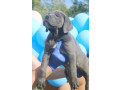 cane-corso-stenci-small-4